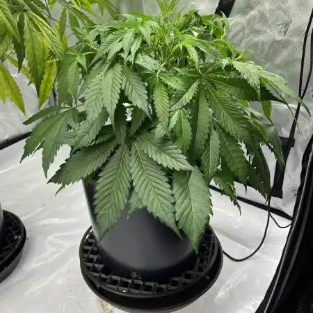 Pound Cake auto by Fast Buds