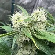 Sowahh Queen auto