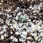 Sowahh Queen auto