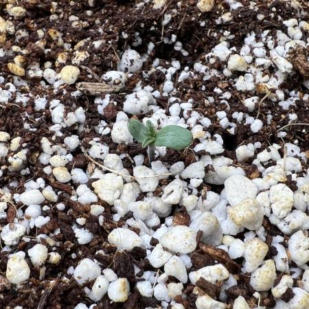 Sowahh Queen auto