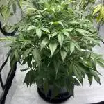 Pound Cake auto by Fast Buds