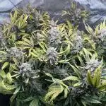 Purple Haze by Fast Buds