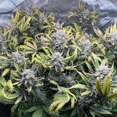 Purple Haze by Fast Buds