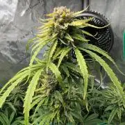 Hubbabubbahaze by Mephisto Genetics