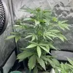 GWK x INB auto freebie - Mephisto