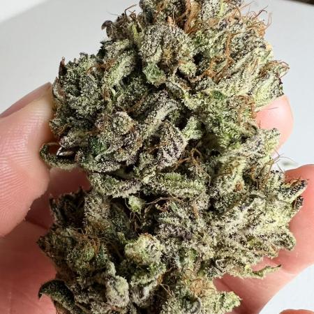 Romulan Kush Auto - Laughing Hyena Seeds