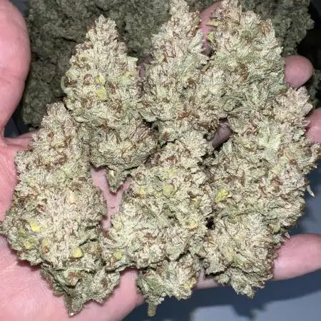 Gastro Jr auto by Laughing Hyena Seeds