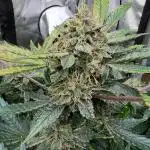 Romulan Kush Auto - Laughing Hyena Seeds
