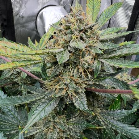 Romulan Kush Auto - Laughing Hyena Seeds