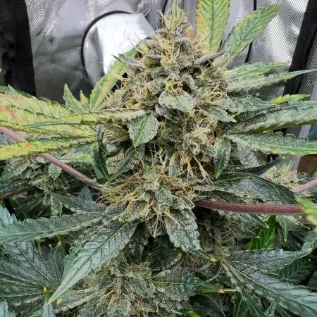 Romulan Kush Auto - Laughing Hyena Seeds