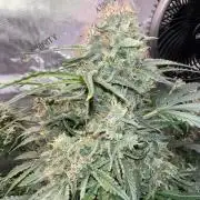 Lil’MOBstar by Laughing Hyena Seeds