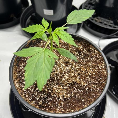 Squirt auto by Humboldt Seed Co