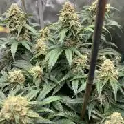 Sowahh Queen auto