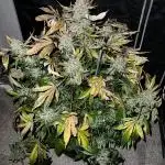 Romulan Kush Auto - Laughing Hyena Seeds
