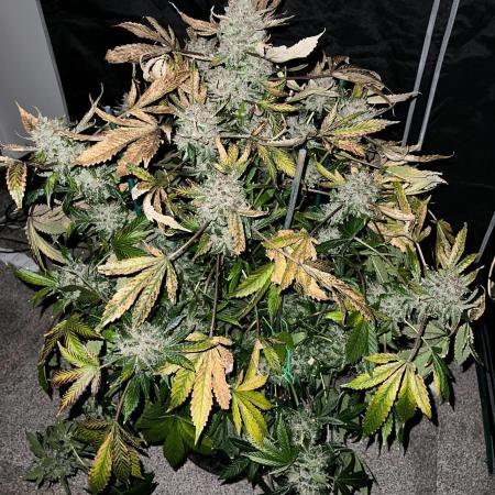 Romulan Kush Auto - Laughing Hyena Seeds