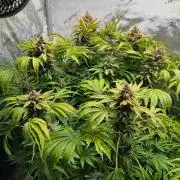 Strawberry Nuggets by Mephisto Genetics