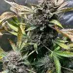 Romulan Kush Auto - Laughing Hyena Seeds