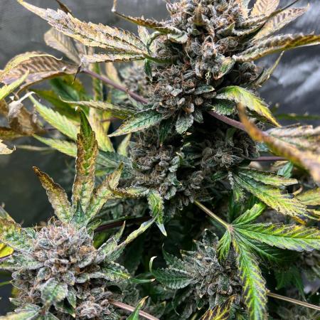 Romulan Kush Auto - Laughing Hyena Seeds