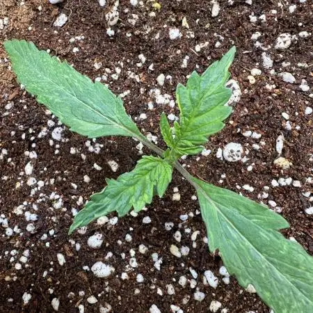 Sorbet Dream auto - Laughing Hyena Seeds