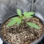 Sowahh Queen auto