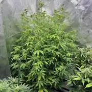 Squirt auto by Humboldt Seed Co