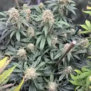 Sowahh Queen auto