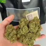 Apricot auto by Fast Buds
