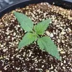 Romulan Kush Auto - Laughing Hyena Seeds