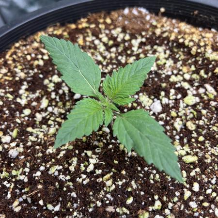 Romulan Kush Auto - Laughing Hyena Seeds