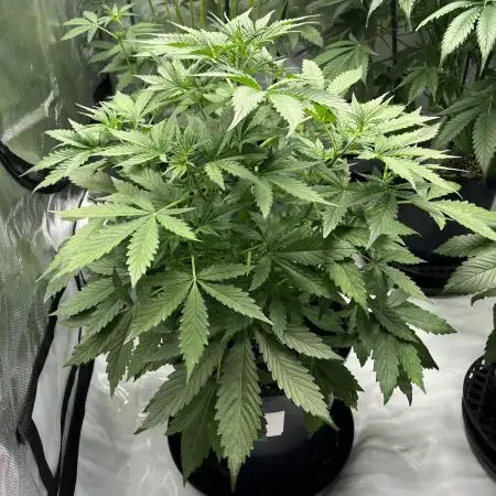 Sorbet Dream auto - Laughing Hyena Seeds