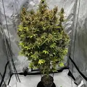 Squirt auto by Humboldt Seed Co