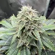 Dead Skunk auto