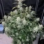 Pound Cake auto by Fast Buds