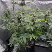 Mango Stick by Laughing Hyena Seeds