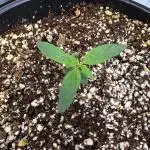 Squirt auto by Humboldt Seed Co