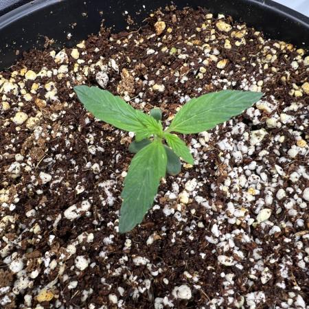 Squirt auto by Humboldt Seed Co