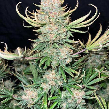 Apricot auto by Fast Buds