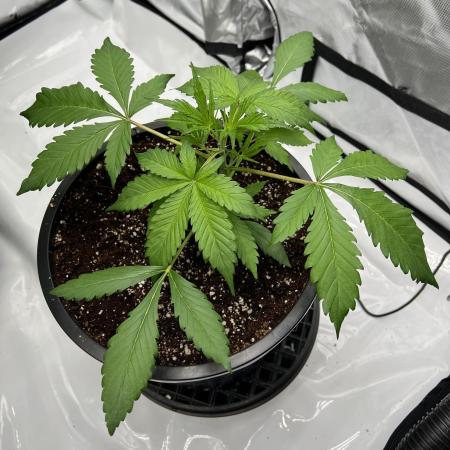 Pound Cake auto by Fast Buds