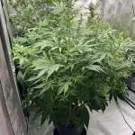 Sorbet Dream auto - Laughing Hyena Seeds