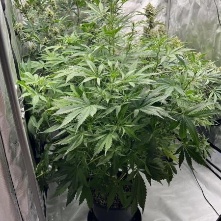 Sorbet Dream auto - Laughing Hyena Seeds