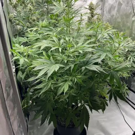 Sorbet Dream auto - Laughing Hyena Seeds