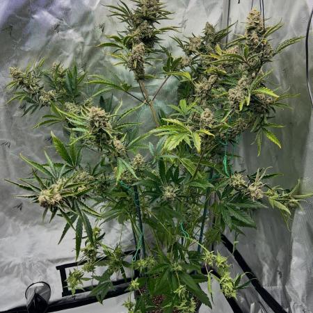 GWK x INB auto freebie - Mephisto