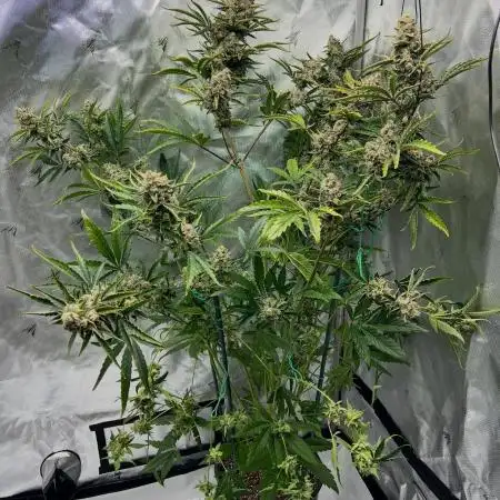 GWK x INB auto freebie - Mephisto