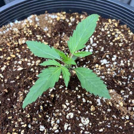 GWK x INB auto freebie - Mephisto