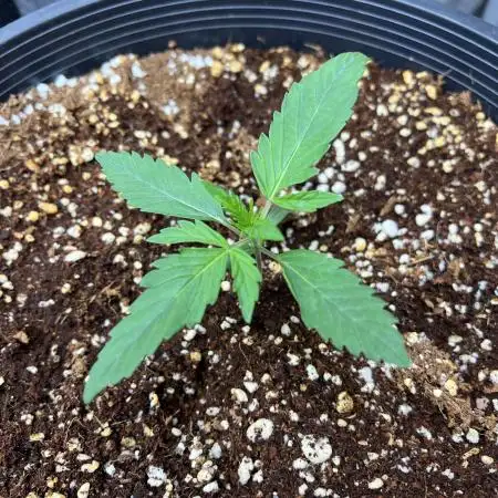 GWK x INB auto freebie - Mephisto