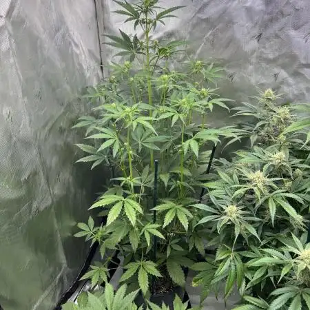 GWK x INB auto freebie - Mephisto