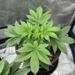 Romulan Kush Auto - Laughing Hyena Seeds