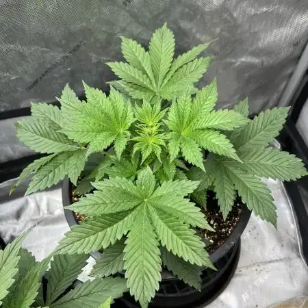 Romulan Kush Auto - Laughing Hyena Seeds