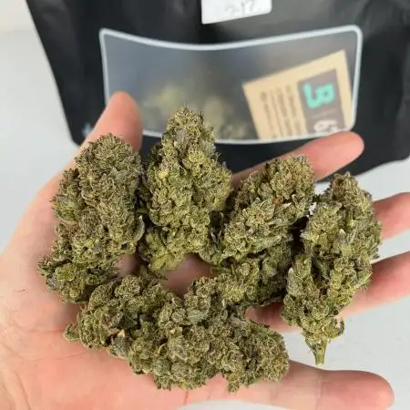 Purple Haze by Fast Buds