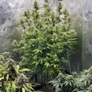 Squirt auto by Humboldt Seed Co